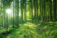 /album/fotogallerij/schnelwald-jpg/
