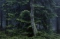 /album/fotogallerij/wald-sommer-jpg/
